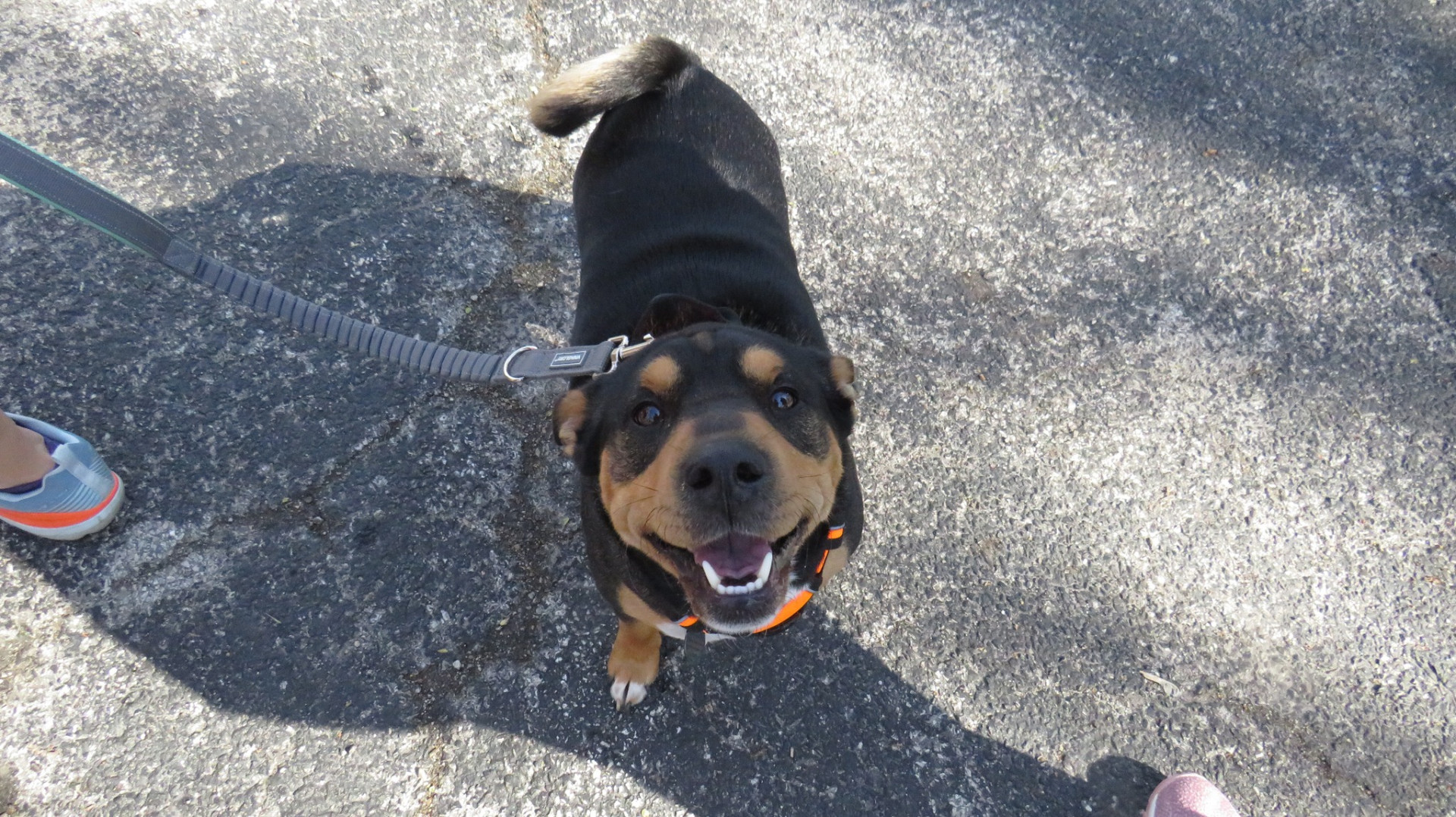 Lucky Dog 5K