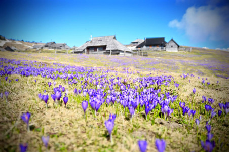 Trail Velika planina