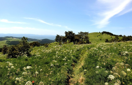 Bistrški tek & Milanja Trail