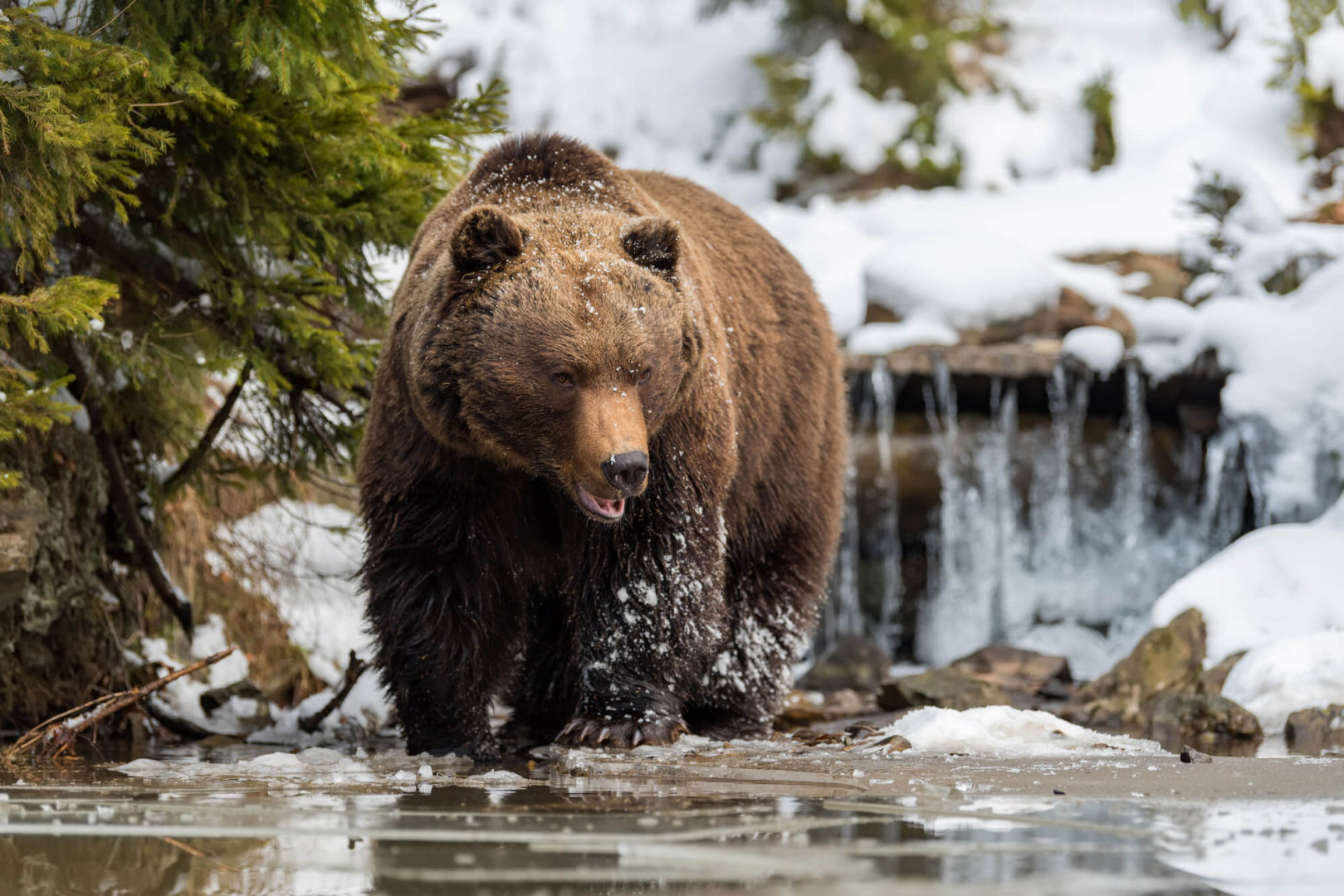 Big bear's ultra