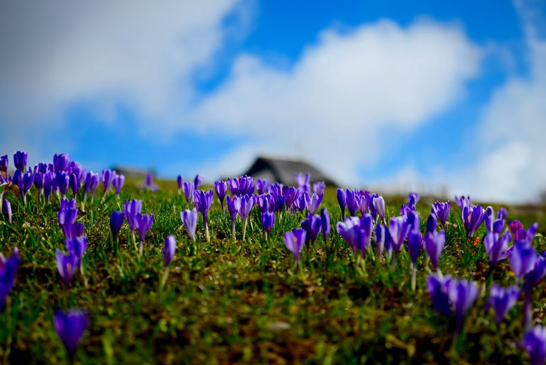 2. Trail Velika planina