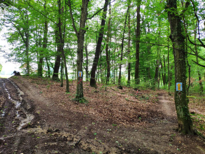 Pancakes Trail