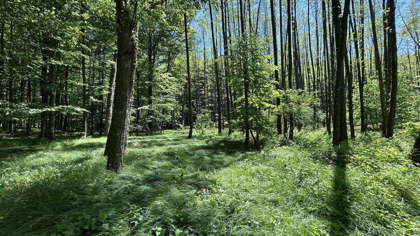 Bilogora trail
