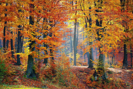 WUT - Wienerwald ultra trail