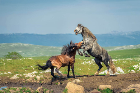 Wild Horses Trail