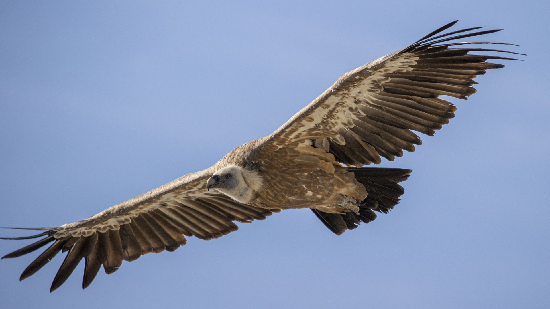 Griffon trail