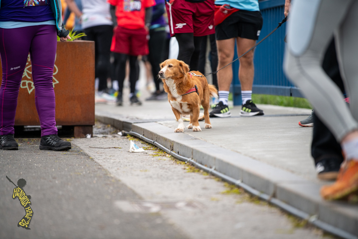 Petica (17. Hendrix Half)